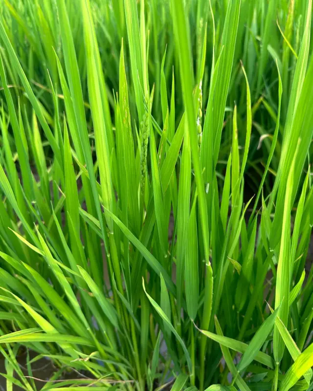 令和6年産 ゆめぴりか10kg | NAKAMURA FARM