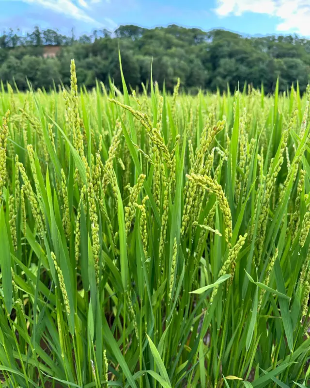 令和6年産 ななつぼし5kg | NAKAMURA FARM