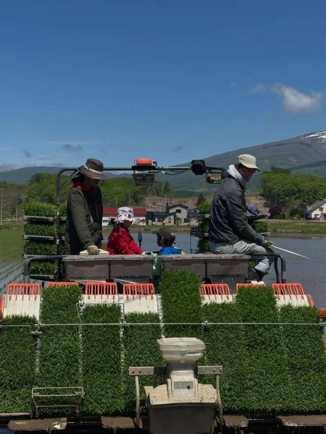 令和7年産 ゆめぴりか5kg | NAKAMURA FARM