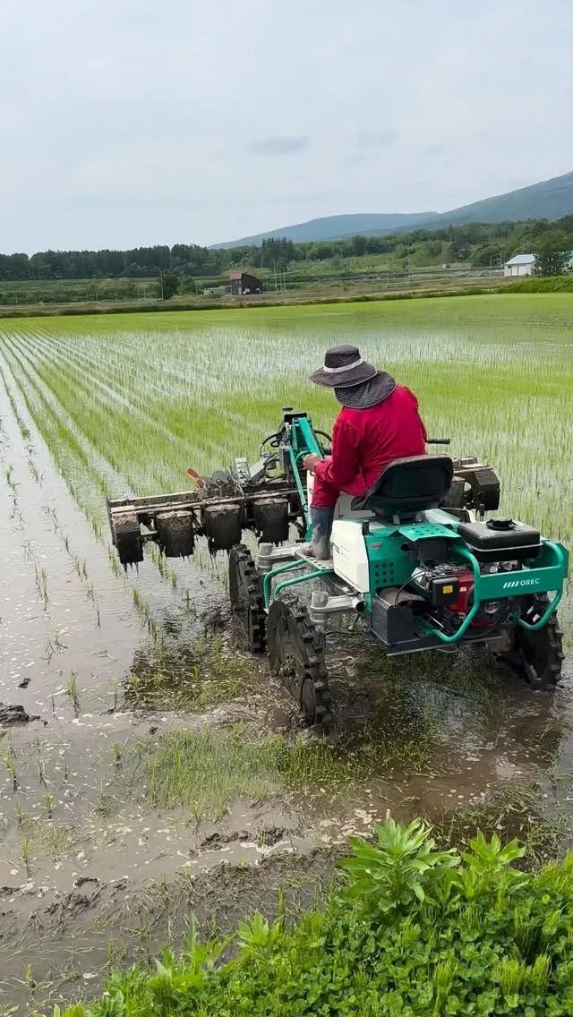 令和7年産 ななつぼし10kg | NAKAMURA FARM