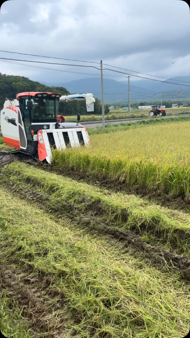 令和8年産 ゆめぴりか10kg | NAKAMURA FARM